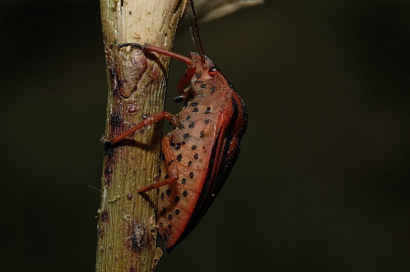 Graphosoma semipunctatum